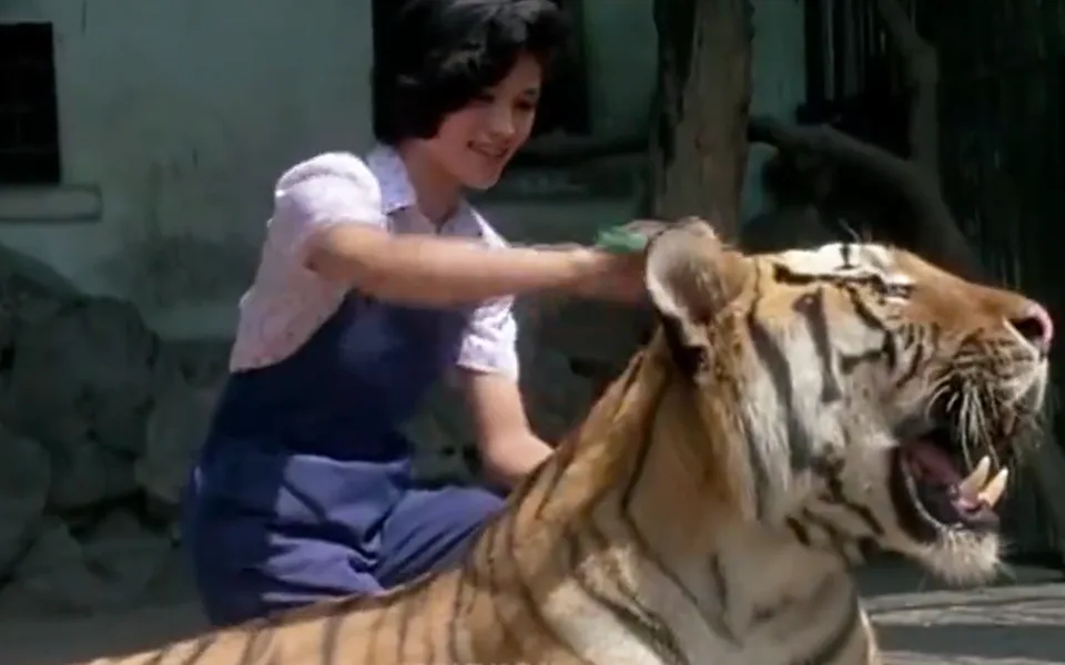虎年奇案